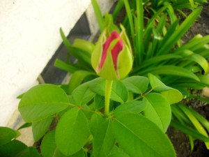 SANYO DIGITAL CAMERA