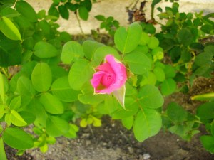 SANYO DIGITAL CAMERA