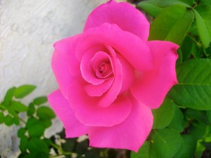 SANYO DIGITAL CAMERA