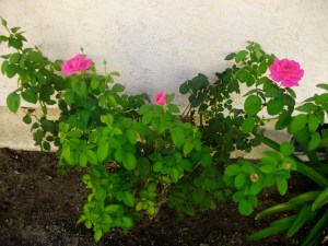 SANYO DIGITAL CAMERA