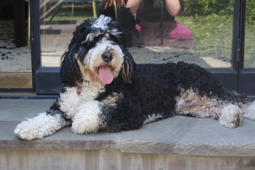 A photo of a black and white bernadoodle laying across the top of a stone step with the reflection of the yard and the photographer in the glass window behind him.