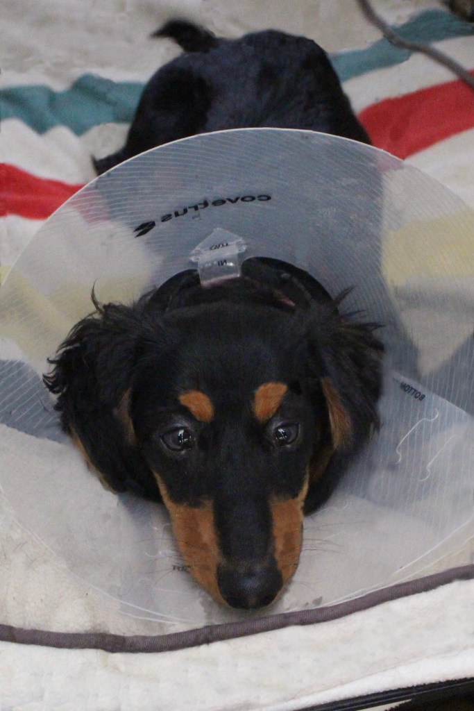 A dachshund with a medical cone lays on a white dog bed with colorful stripes.